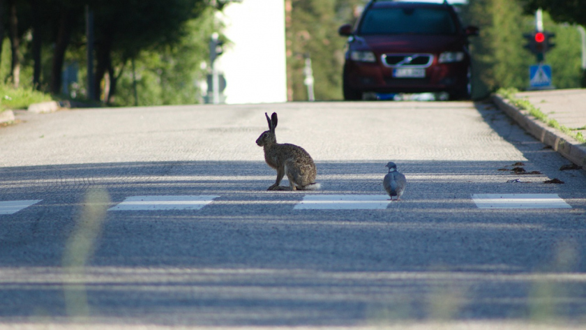 Coniglio sulle strisce