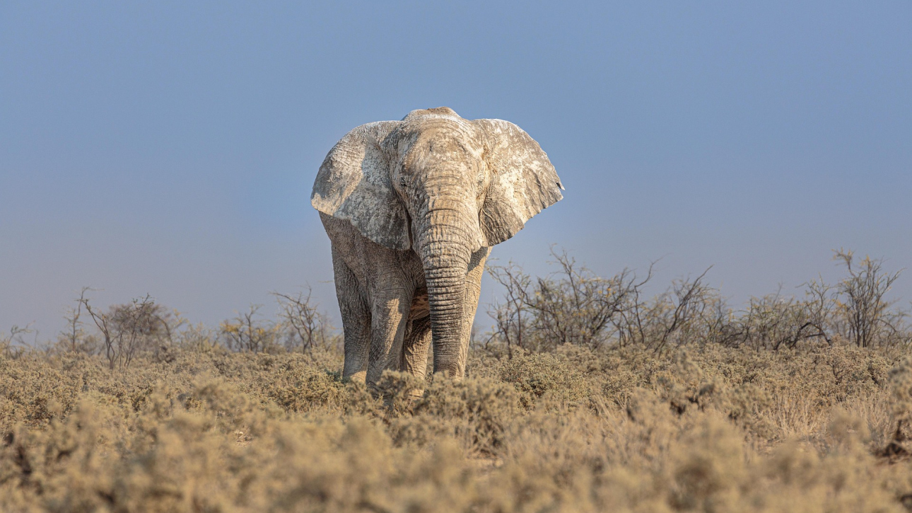 https://pixabay.com/it/photos/elefante-africano-elefante-6770677/