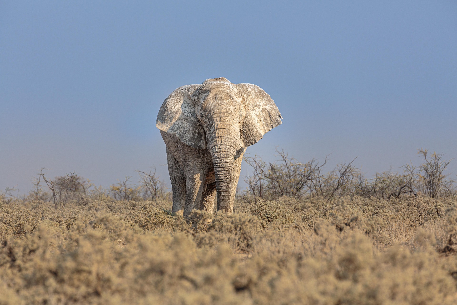 https://pixabay.com/it/photos/elefante-africano-elefante-6770677/